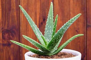 Aloe Vera: Nature's Gift for Radiant Skin – Neev Herbals Unveils the Secret