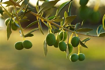This is a picture of olive plant which is an important ingredient of our skincare product